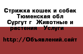 Стрижка кошек и собак - Тюменская обл., Сургут г. Животные и растения » Услуги   